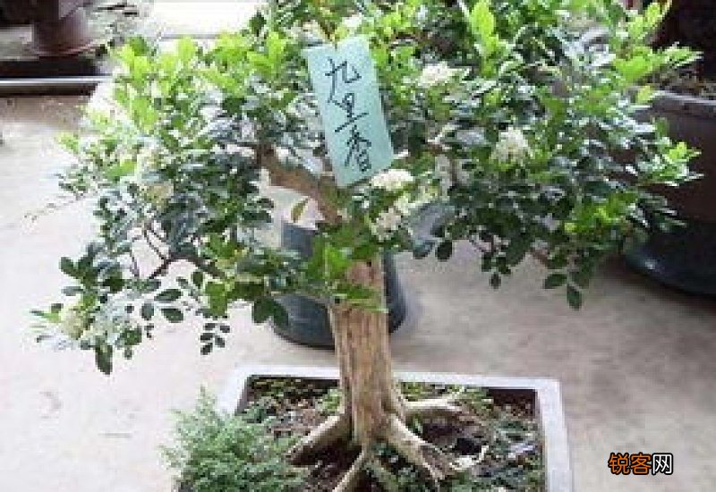 过山香的功效与作用 过山香的食用方式和注意事项
