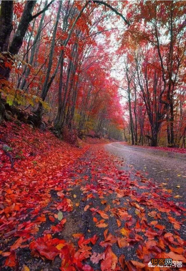 电动自行车哪个牌子好？