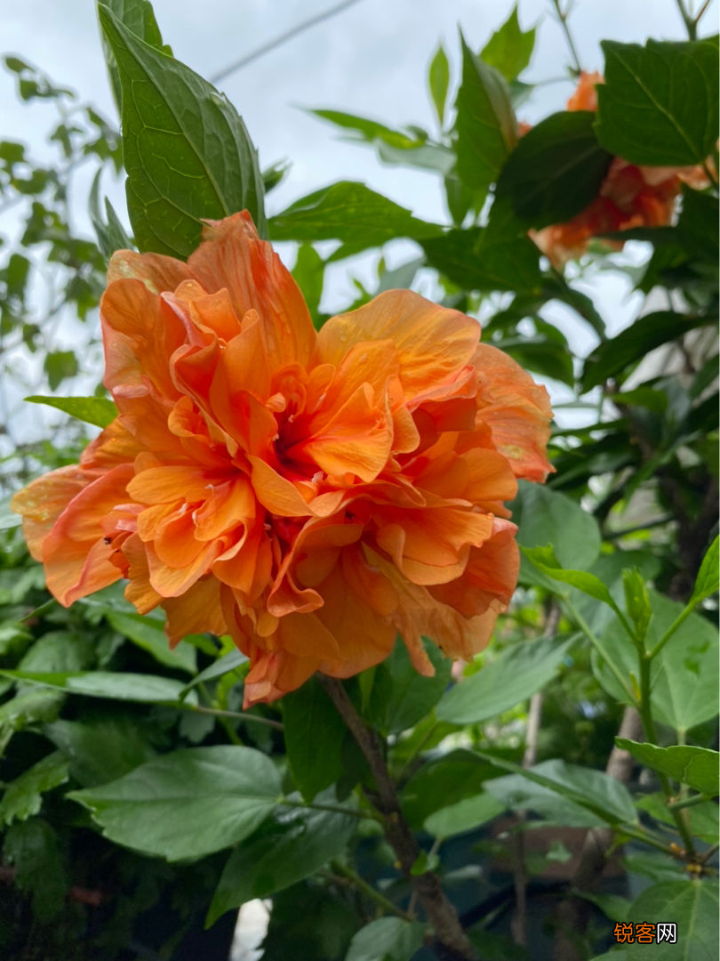 十二星座好运花 看看你的幸运花