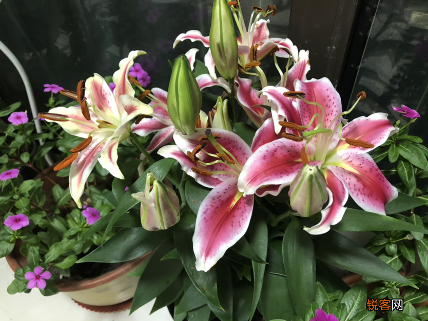 十二星座好运花 看看你的幸运花