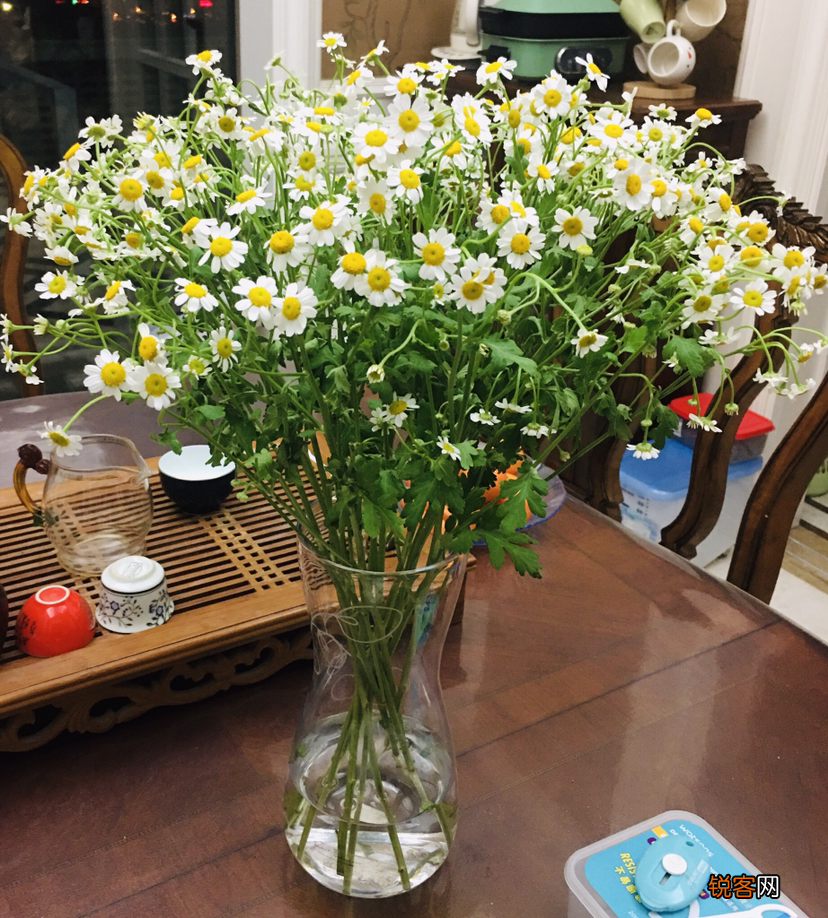 十二星座好运花 看看你的幸运花