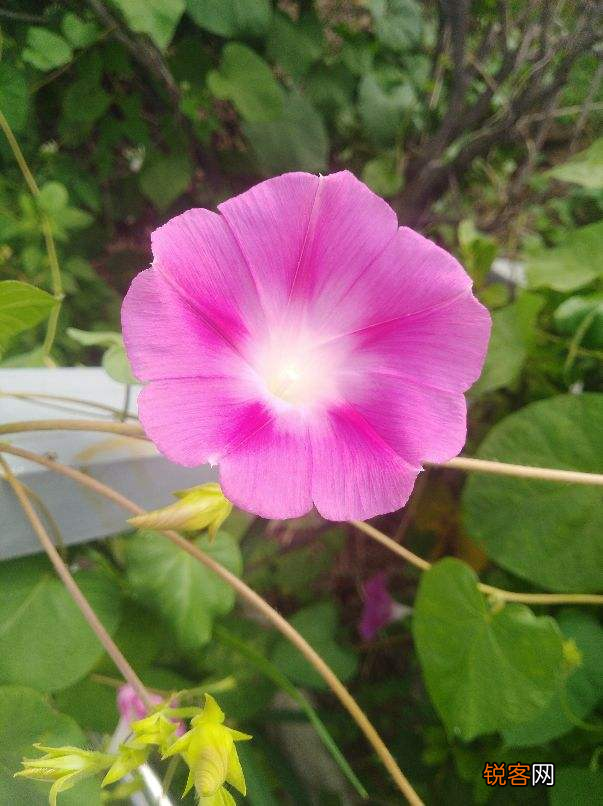 十二星座好运花 看看你的幸运花