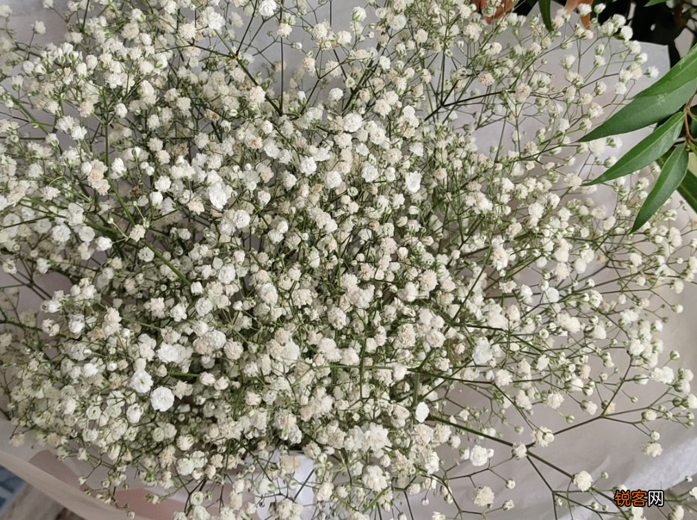 十二星座好运花 看看你的幸运花