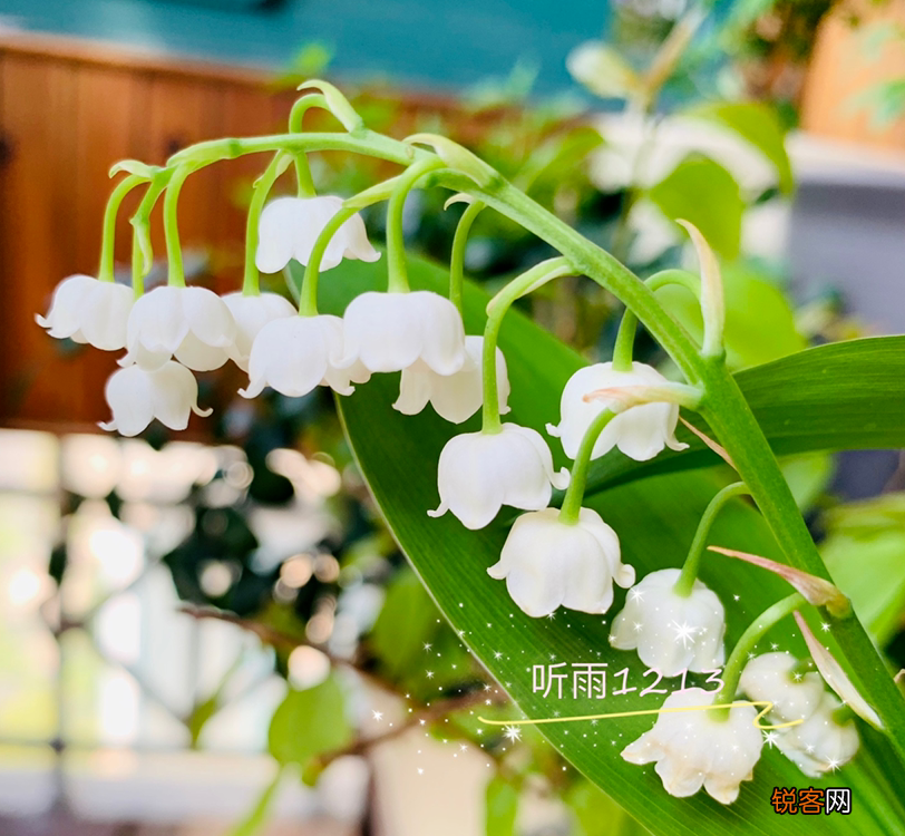 十二星座好运花 看看你的幸运花