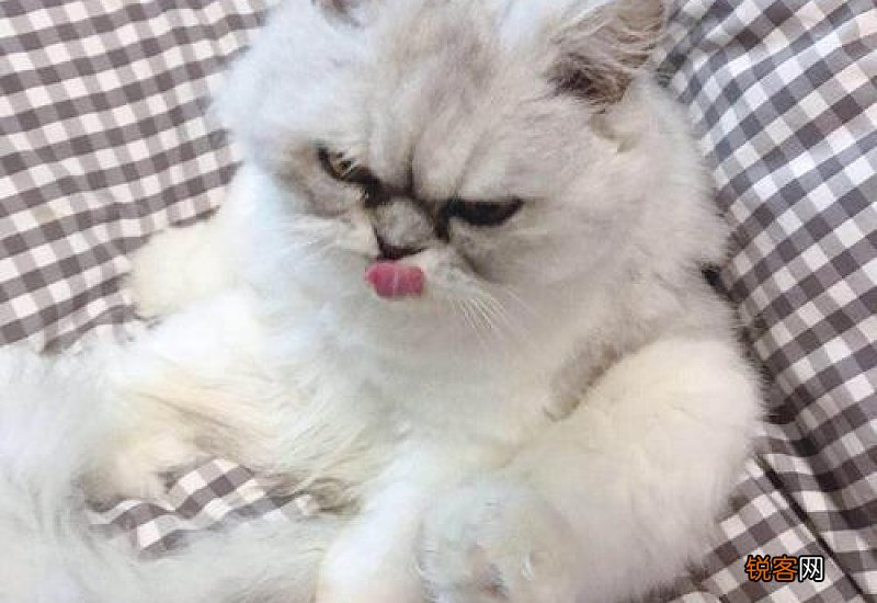 猫咪子宫脱落怎么办