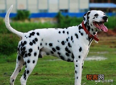 斑点狗多少钱一只 各类斑点狗的大概价位