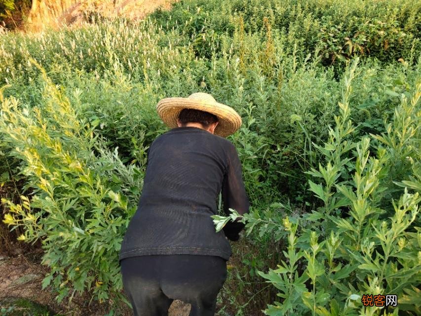 艾条怎么做成的 一支艾条有多少道工序组成