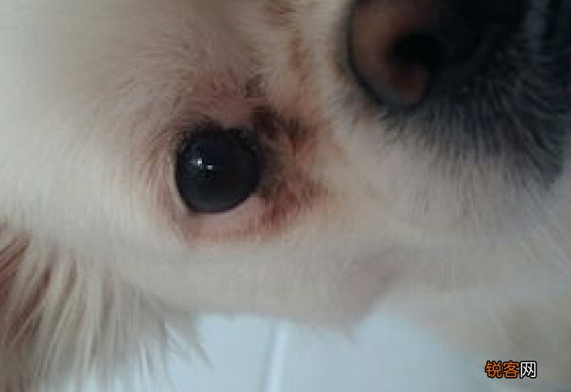 狗狗下眼睑红肿是什么原因