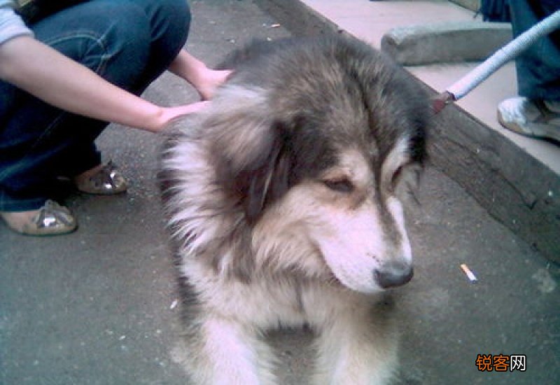 阿拉斯加和萨摩耶的串