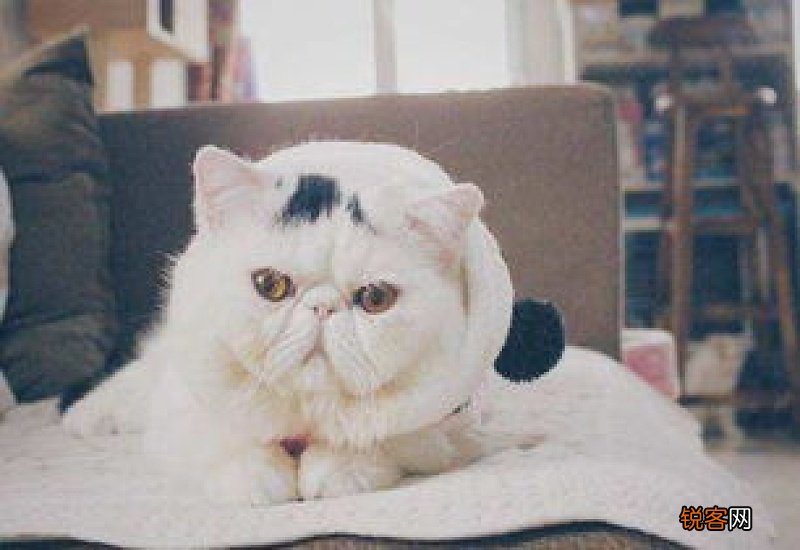 加菲猫感冒了怎么办