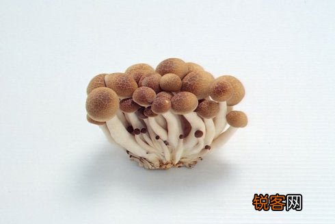 哪种蘑菇最有营养如何挑选蘑菇