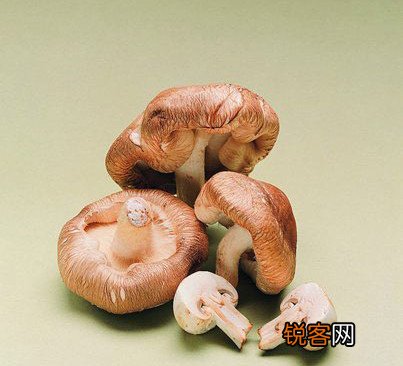 哪种蘑菇最有营养如何挑选蘑菇