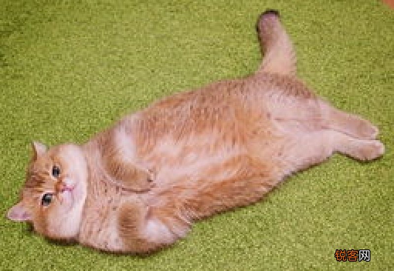 猫有没有毒