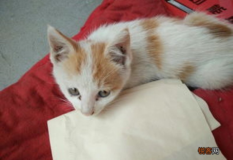 猫为什么吐了水和白沫