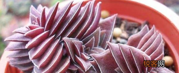 多肉植物茜之塔怎么养 种植茜之塔用什么盆