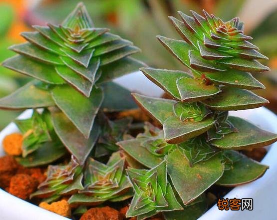 多肉植物茜之塔怎么养 种植茜之塔用什么盆