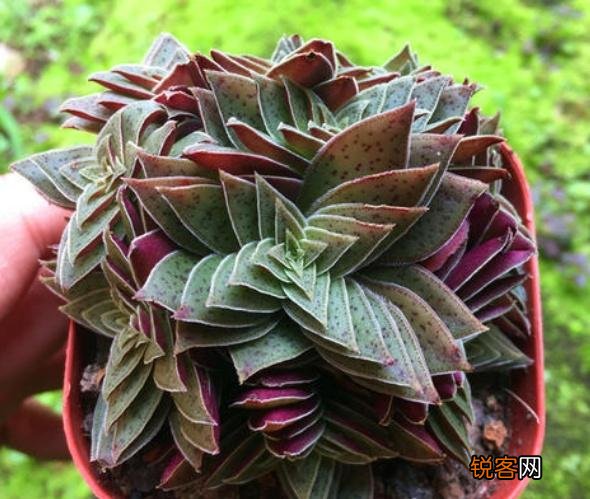 多肉植物茜之塔怎么养 种植茜之塔用什么盆