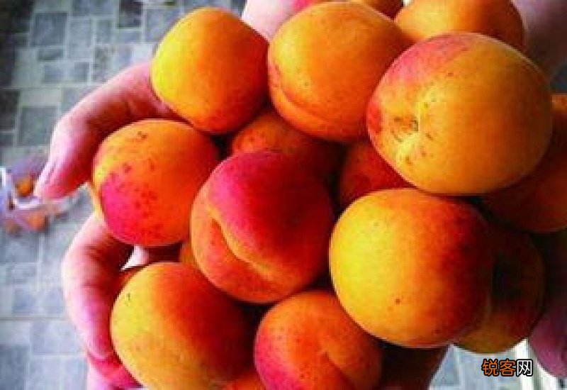 荔枝和杏子能一起吃吗