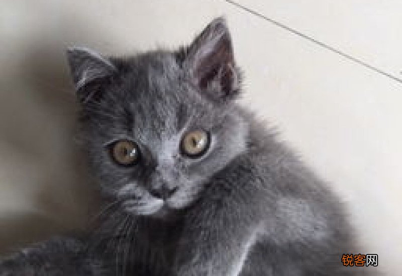 猫咪掉了一根胡子怎么回事