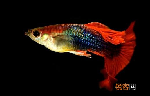 孔雀鱼是如何繁殖的？ 孔雀鱼是如何繁殖的视频