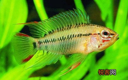 彩鳍短鲷是什么？彩鳍短鲷怎么鉴别？