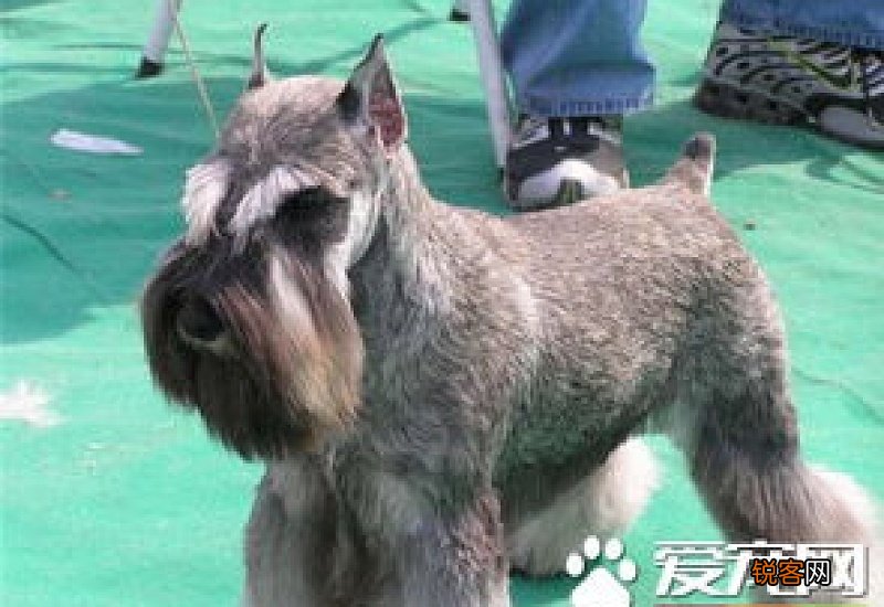 雪纳瑞会掉毛吗