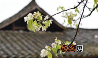 清明节气的由来 清明节气的来历