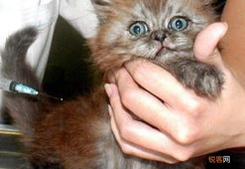 猫咪打了猫三联后蔫蔫