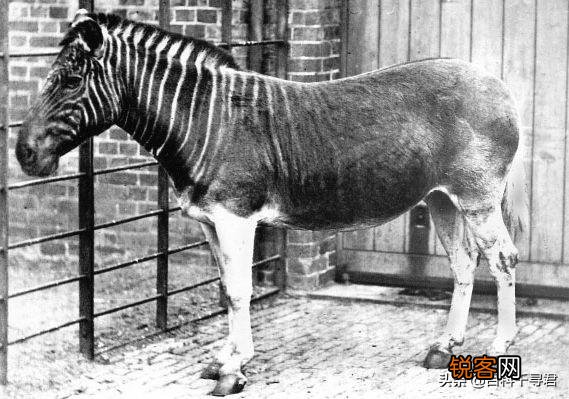 你知道有哪些因为好吃,被人类吃到灭绝的动物？