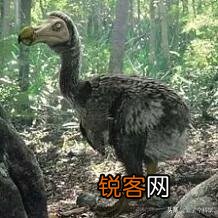 你知道有哪些因为好吃,被人类吃到灭绝的动物？