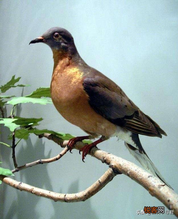 你知道有哪些因为好吃,被人类吃到灭绝的动物？