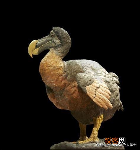 你知道有哪些因为好吃,被人类吃到灭绝的动物？