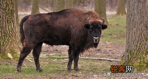 你知道有哪些因为好吃,被人类吃到灭绝的动物？