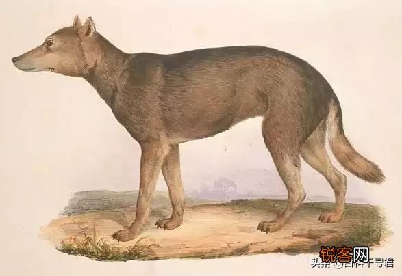 你知道有哪些因为好吃,被人类吃到灭绝的动物？