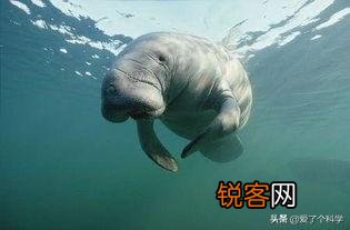 你知道有哪些因为好吃,被人类吃到灭绝的动物？