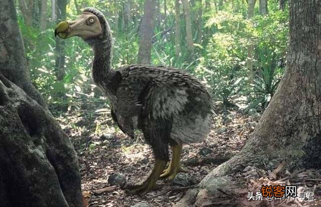 你知道有哪些因为好吃,被人类吃到灭绝的动物？