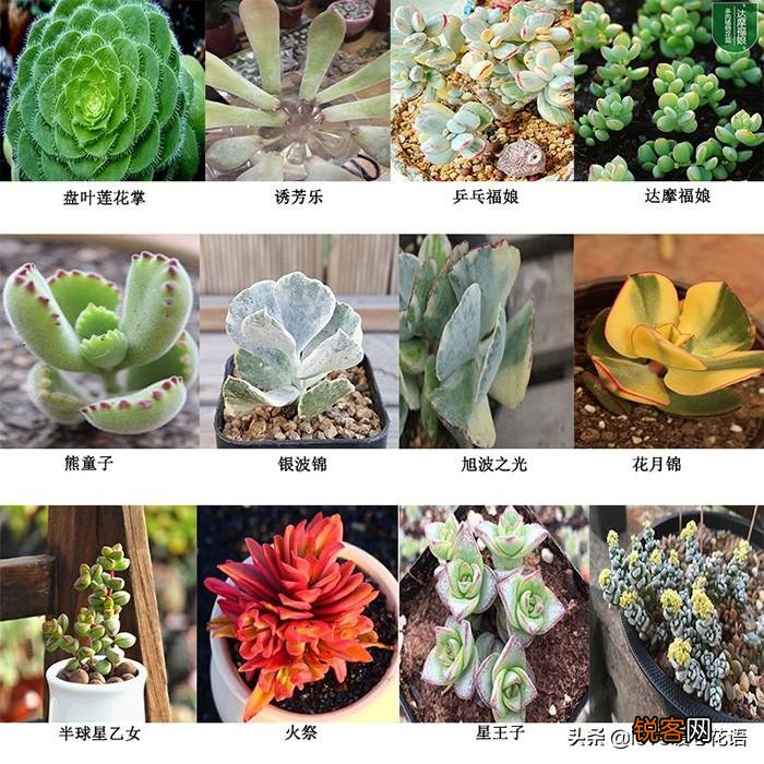 324种多肉植物图文欣赏 多肉控必看