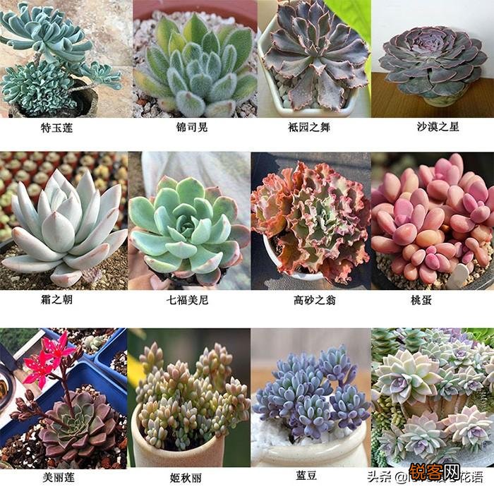 324种多肉植物图文欣赏 多肉控必看