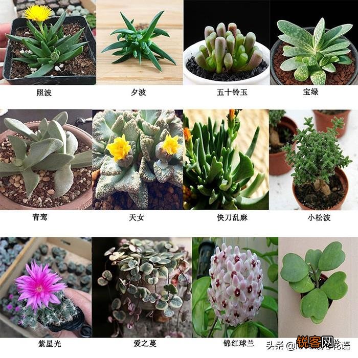 324种多肉植物图文欣赏 多肉控必看