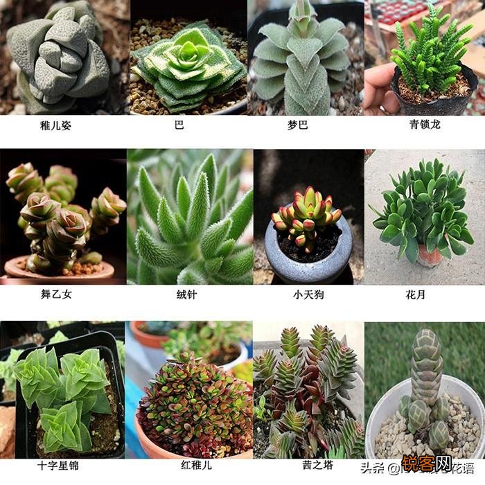 324种多肉植物图文欣赏 多肉控必看