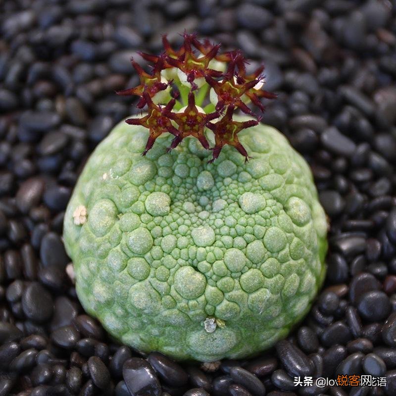 324种多肉植物图文欣赏 多肉控必看