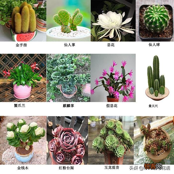 324种多肉植物图文欣赏 多肉控必看