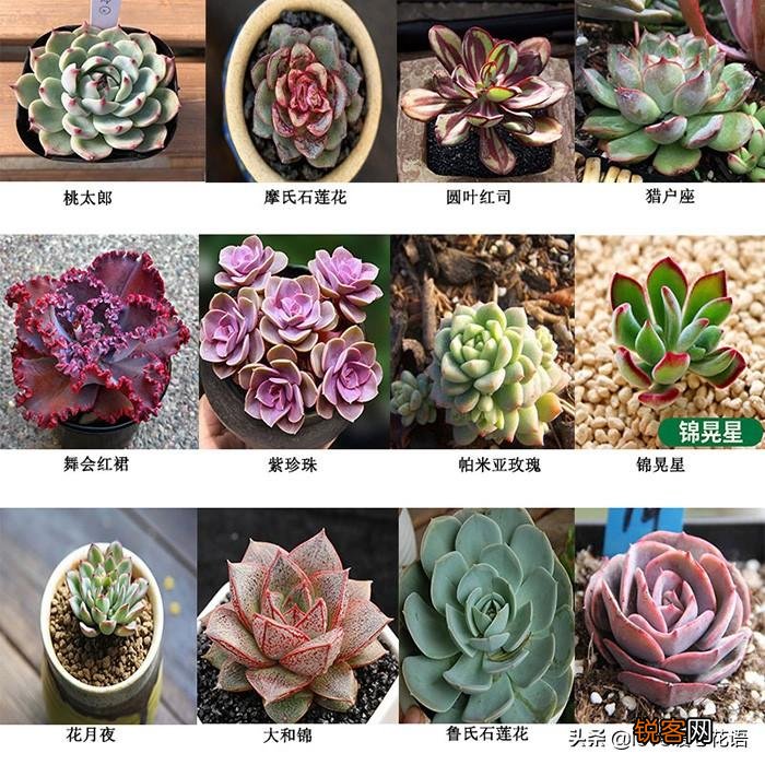 324种多肉植物图文欣赏 多肉控必看