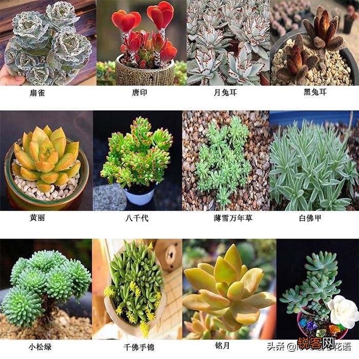 324种多肉植物图文欣赏 多肉控必看