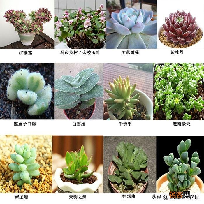 324种多肉植物图文欣赏 多肉控必看