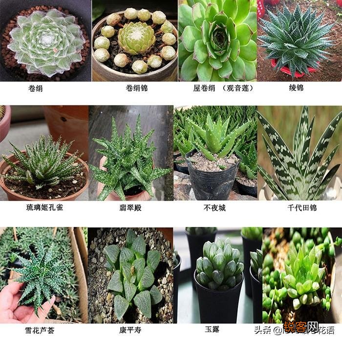 324种多肉植物图文欣赏 多肉控必看
