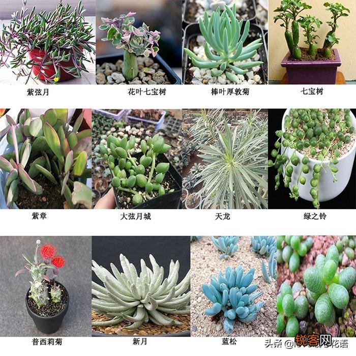 324种多肉植物图文欣赏 多肉控必看