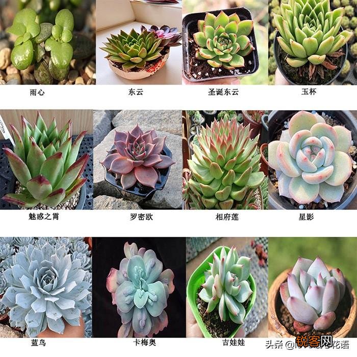324种多肉植物图文欣赏 多肉控必看