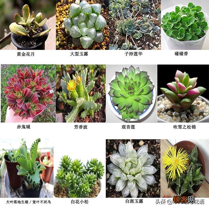 324种多肉植物图文欣赏 多肉控必看