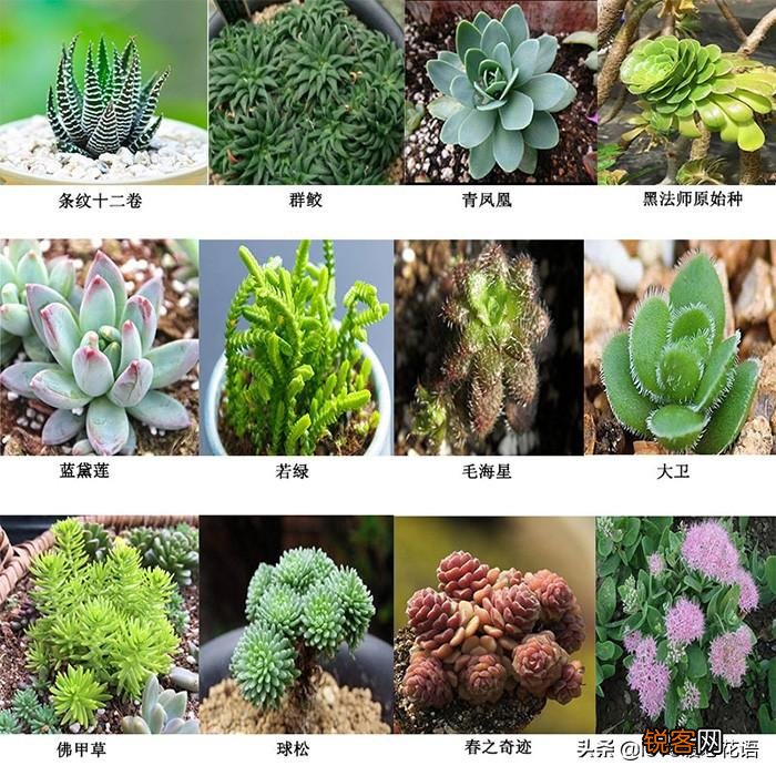 324种多肉植物图文欣赏 多肉控必看